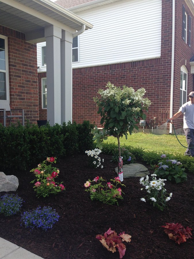 Landscape installation with a beautiful hydrangea tree, rose bushes, and perinneals. 